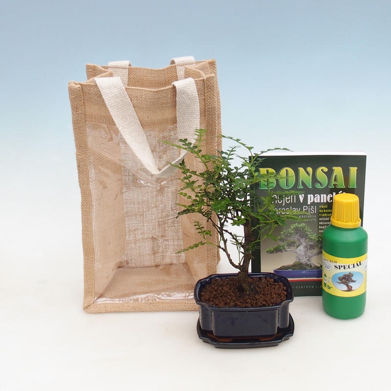 Room bonsai in a gift bag - JUTA