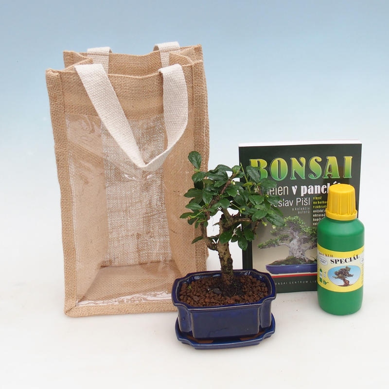 Room bonsai in gift bag - JUTA Carmona-tea fuki