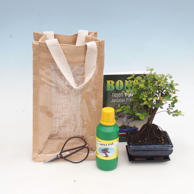 Room bonsai in gift bag - JUTA Sageretia thea