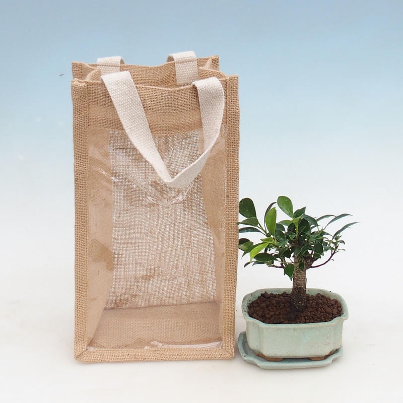 Room bonsai in gift bag - JUTA Ficus retusa