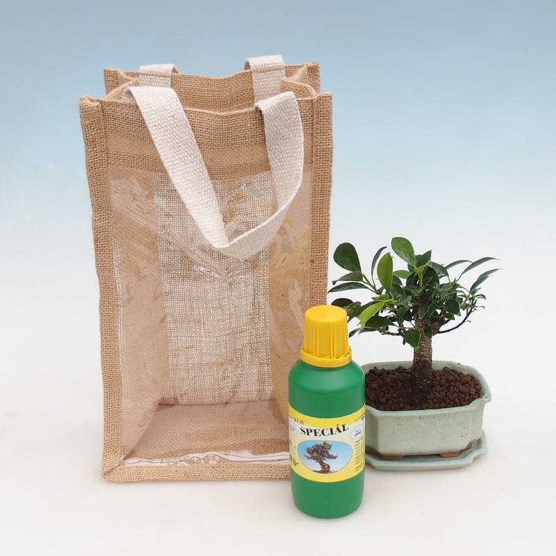 Room bonsai in gift bag - JUTA Ficus retusa
