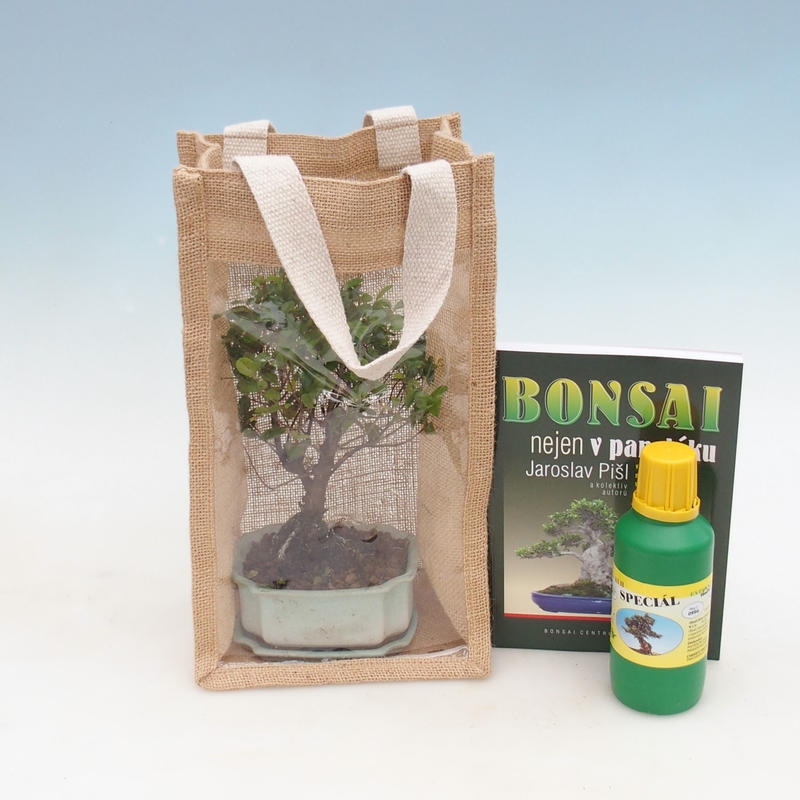 Room bonsai in a gift bag - JUTA