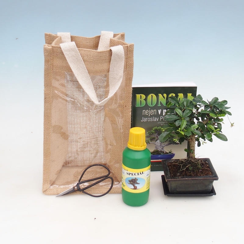 Indoor Bonsai in a Gift Bag - JUTA Carmona - Fuki Tea