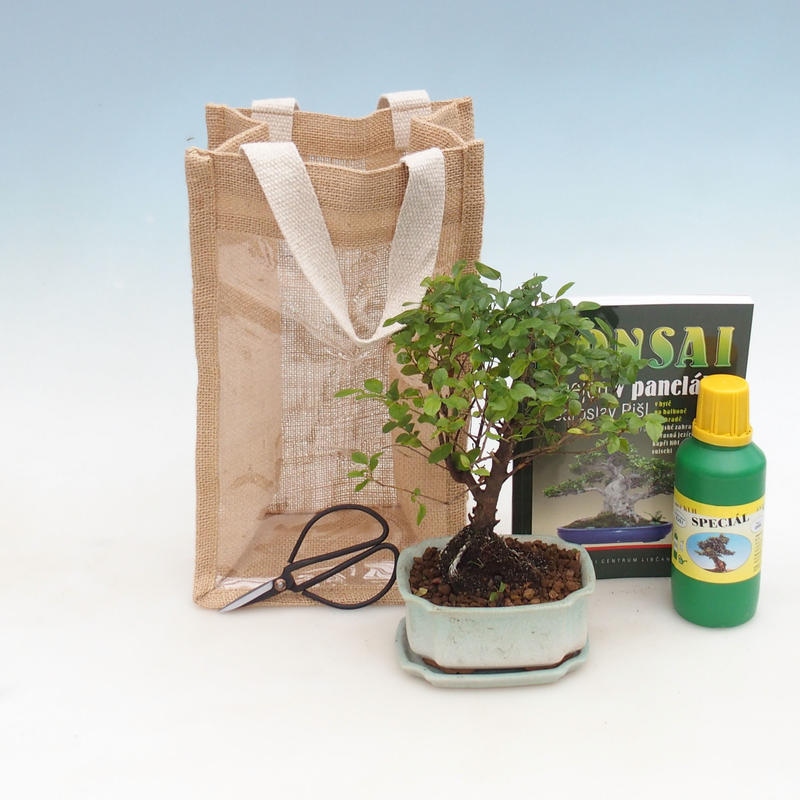 Room bonsai in gift bag - JUTA Sageretia thea