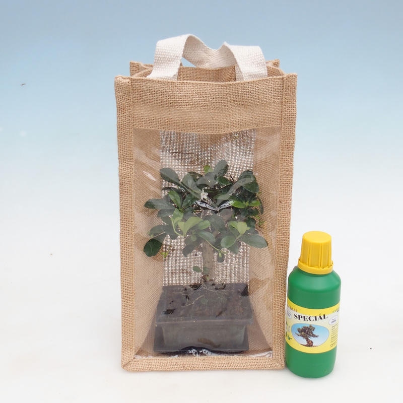 Room bonsai in a gift bag - JUTA
