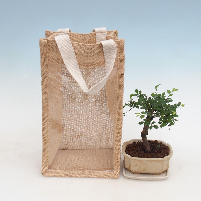 Room bonsai in gift bag - JUTA Ulmus parvifolia-Room elm