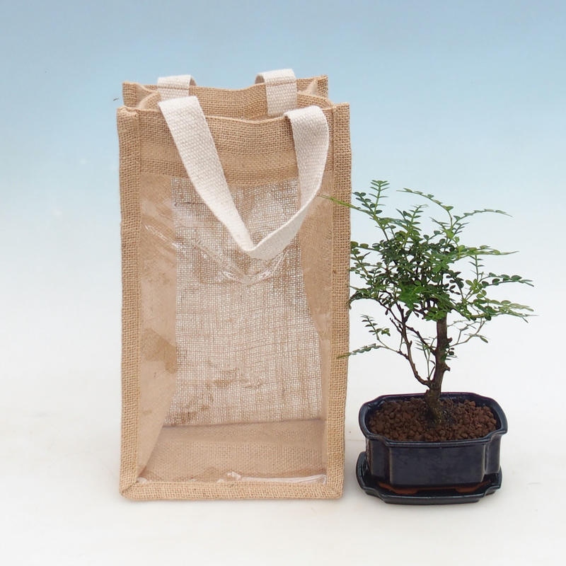 Indoor Bonsai in a Gift Bag - JUTA Zantoxylum piperitum - Pepper Tree 