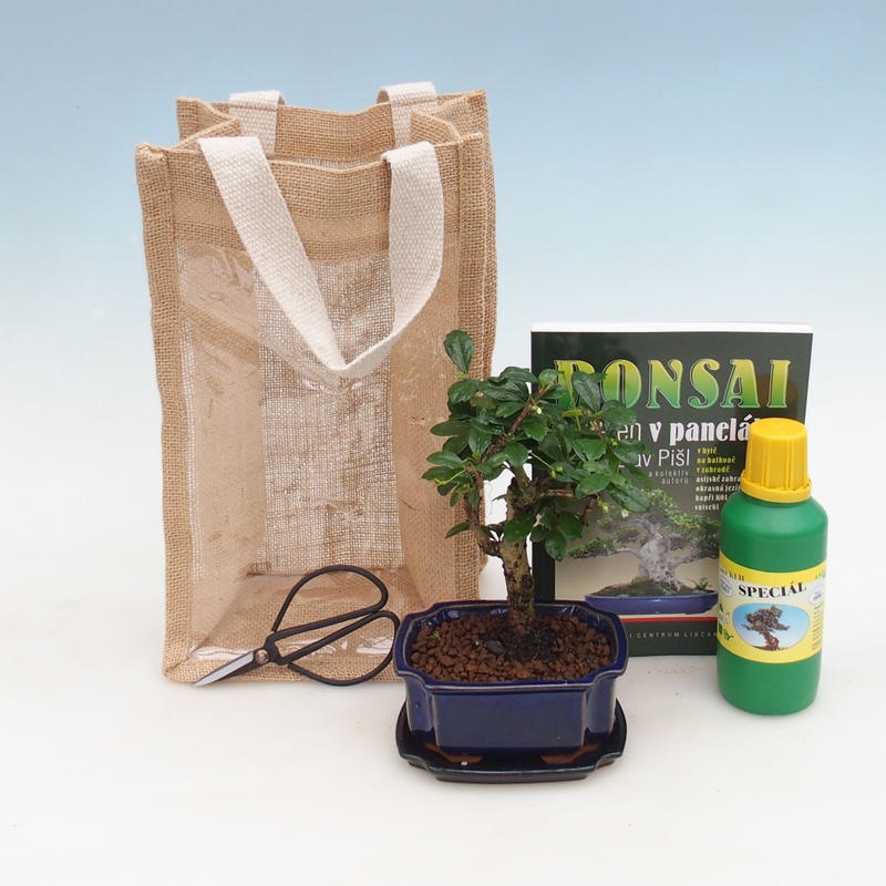 Room bonsai in gift bag - JUTA Carmona-tea fuki