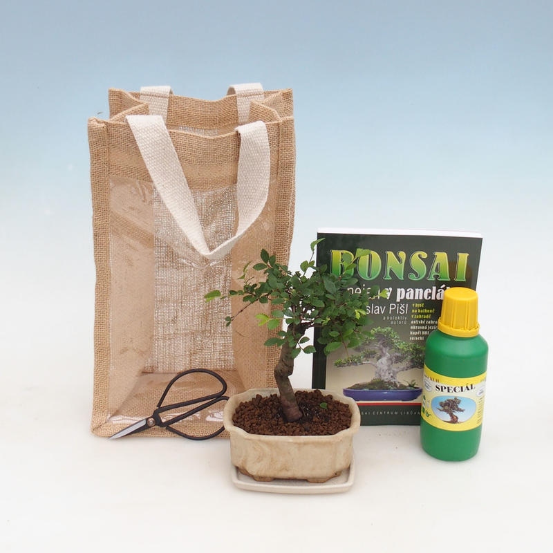 Room bonsai in gift bag - JUTA Ulmus parvifolia-Room elm