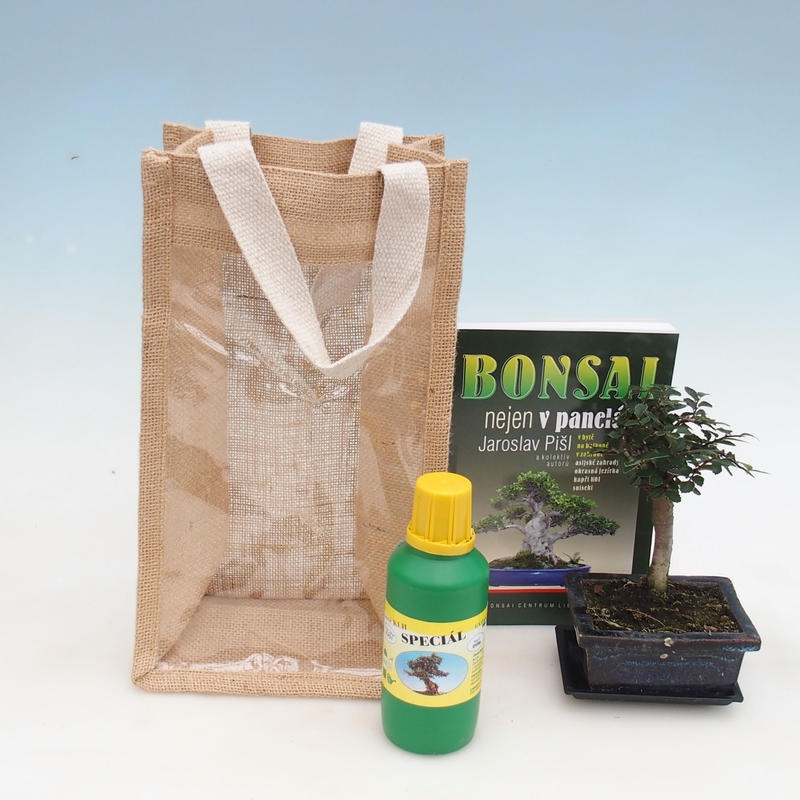Room bonsai in gift bag - JUTA Ulmus parvifolia-Room elm