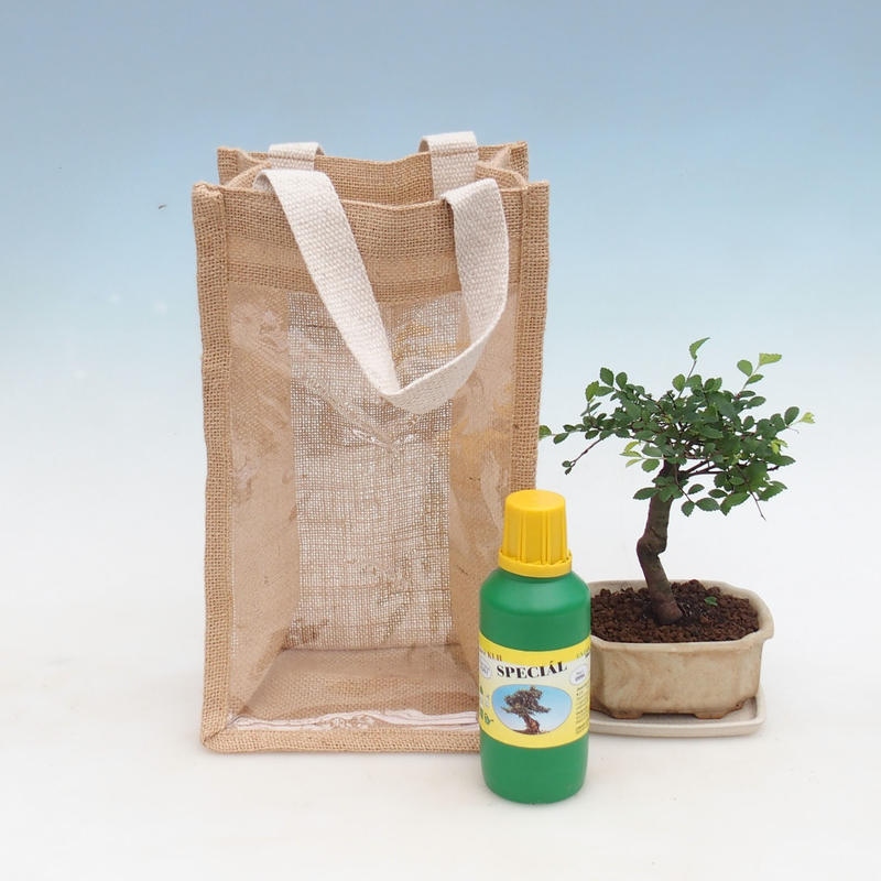 Room bonsai in gift bag - JUTA Ulmus parvifolia-Room elm
