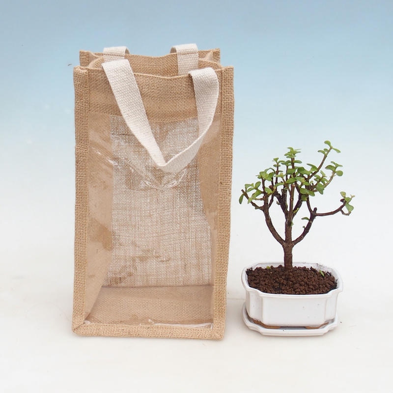 Indoor Bonsai in a Gift Bag - JUTA Portulacaria Afra - Crassula