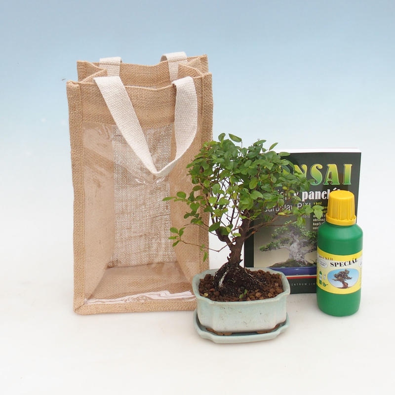 Room bonsai in gift bag - JUTA Sageretia thea