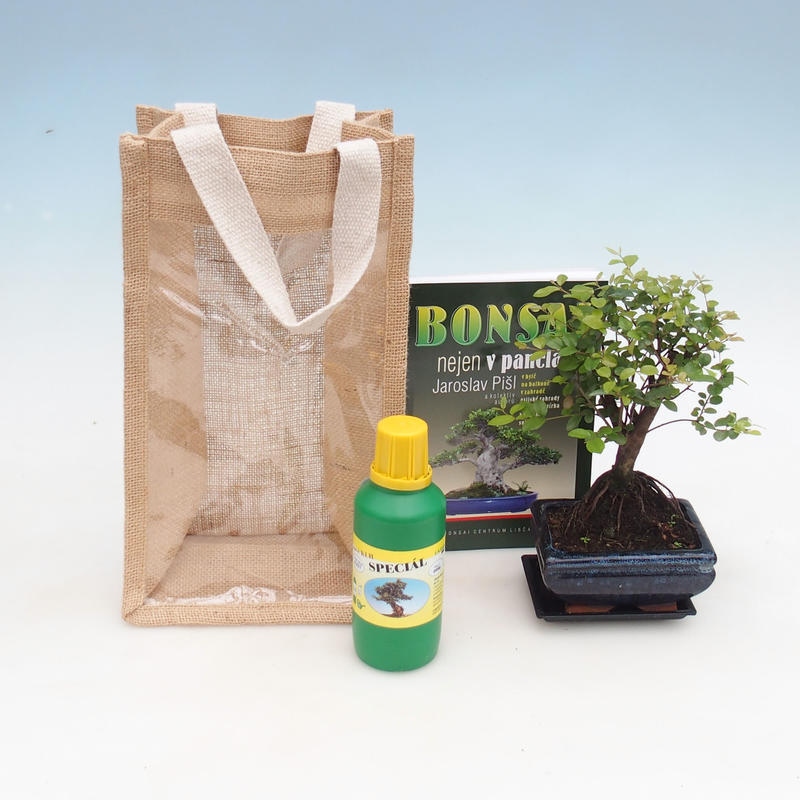Room bonsai in gift bag - JUTA Sageretia thea
