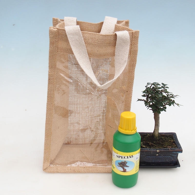Room bonsai in gift bag - JUTA Ulmus parvifolia-Room elm