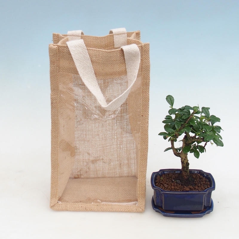 Room bonsai in gift bag - JUTA Carmona-tea fuki