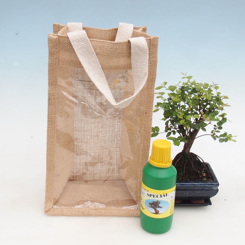Room bonsai in gift bag - JUTA Sageretia thea