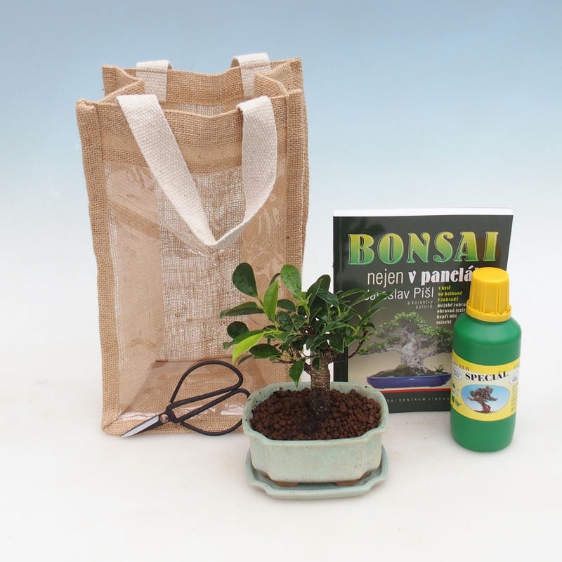 Room bonsai in a gift bag - JUTA