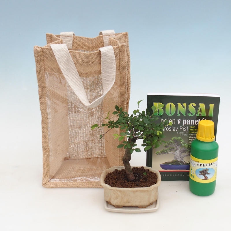 Room bonsai in gift bag - JUTA Ulmus parvifolia-Room elm