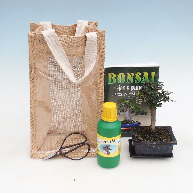 Room bonsai in gift bag - JUTA Ulmus parvifolia-Room elm