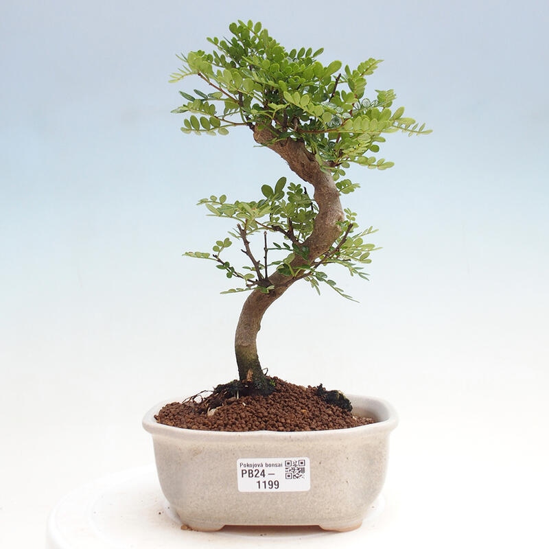 Indoor bonsai - Zantoxylum piperitum - Pepper tree