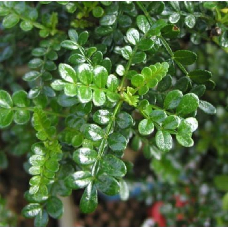 Room bonsai - Zantoxylum piperitum - pepper tree