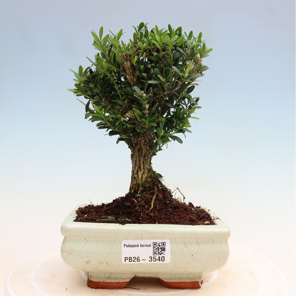 Room bonsai - Buxus harlandii - cork buxus