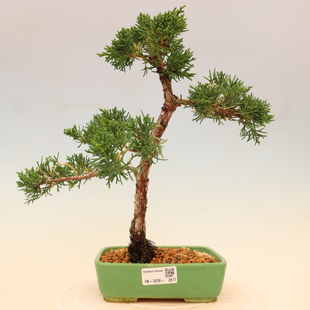 Outdoor bonsai - Juniperus chinensis Kishu