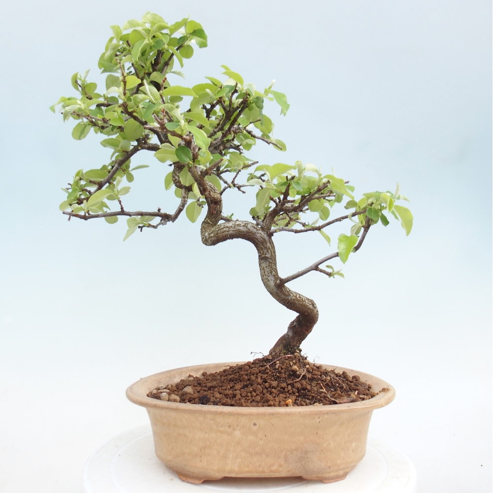 Outdoor bonsai - Chaneomeles chinensis