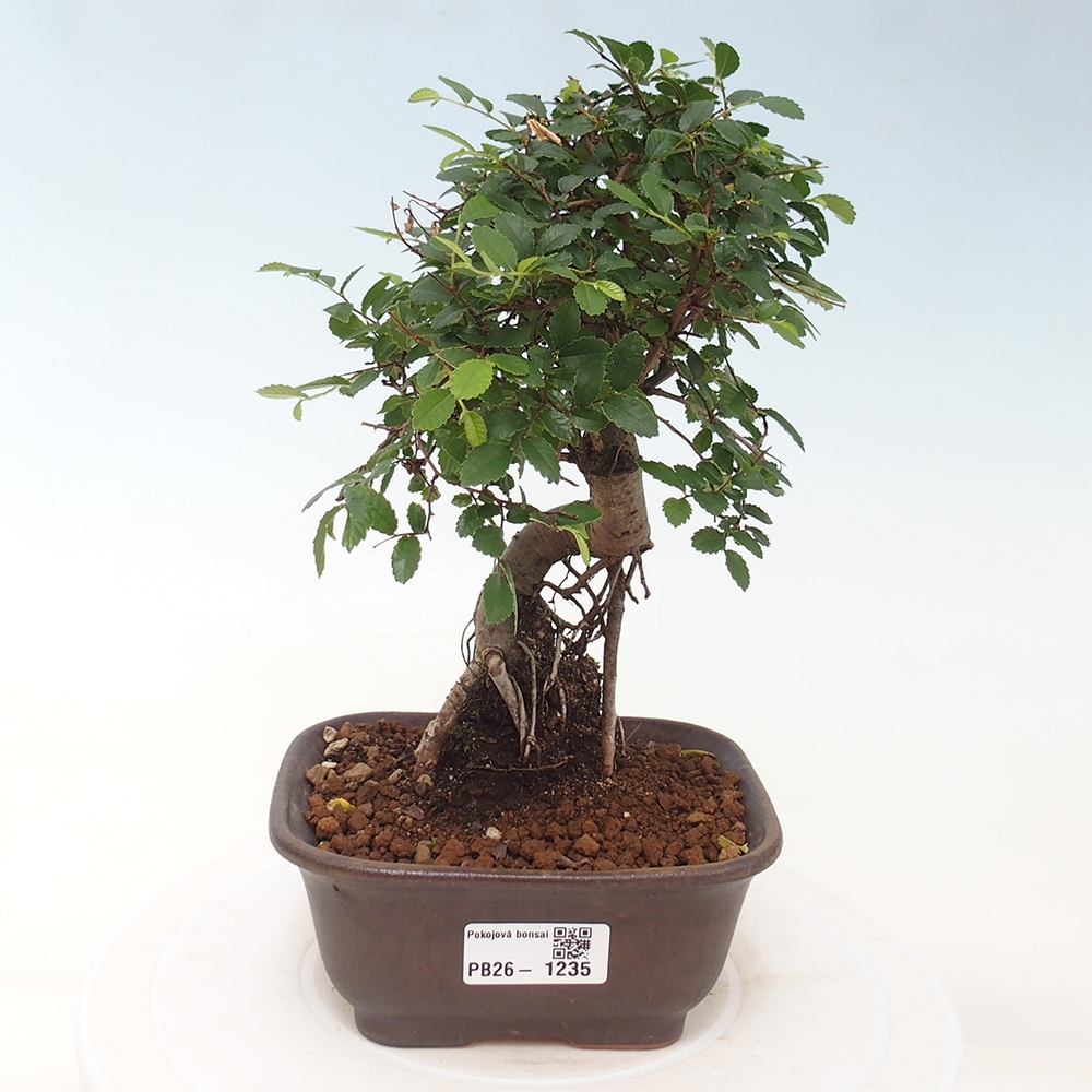 Room bonsai - Ulmus parvifolia - Small-leaved elm