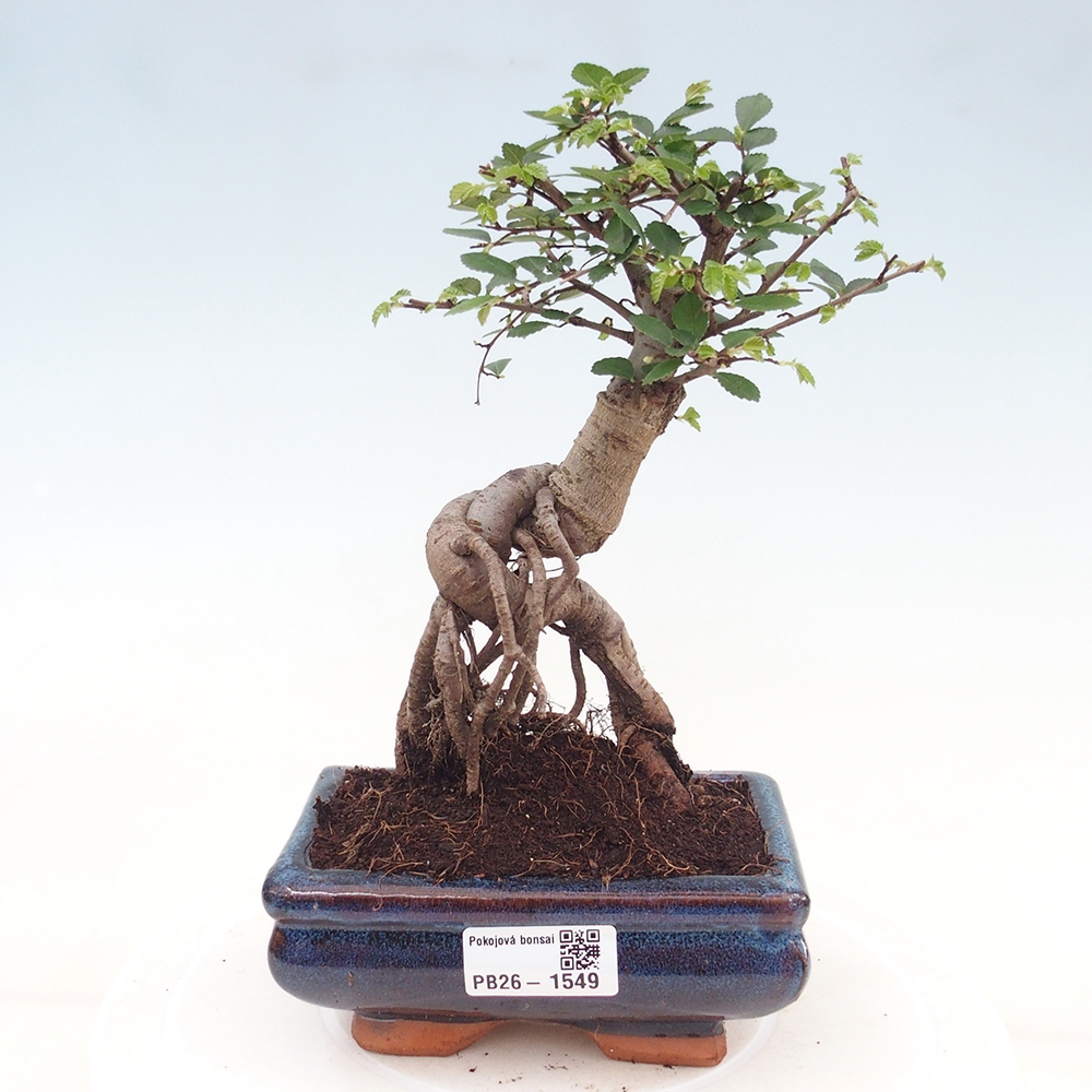 Room bonsai - Ulmus parvifolia - Small-leaved elm