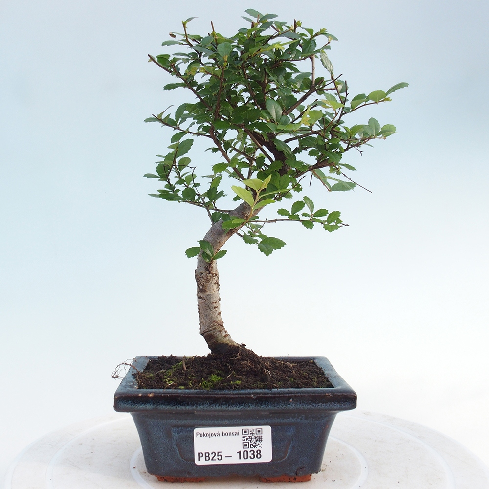 Indoor bonsai - Ulmus parvifolia - Small-leaved elm