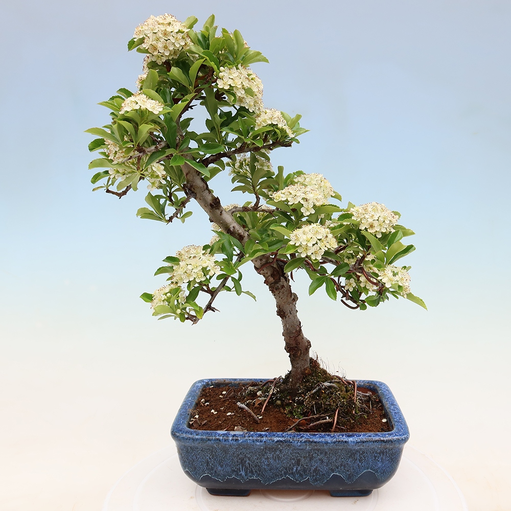 Outdoor Bonsai - Pyracantha teton - Scarlet Firethorn