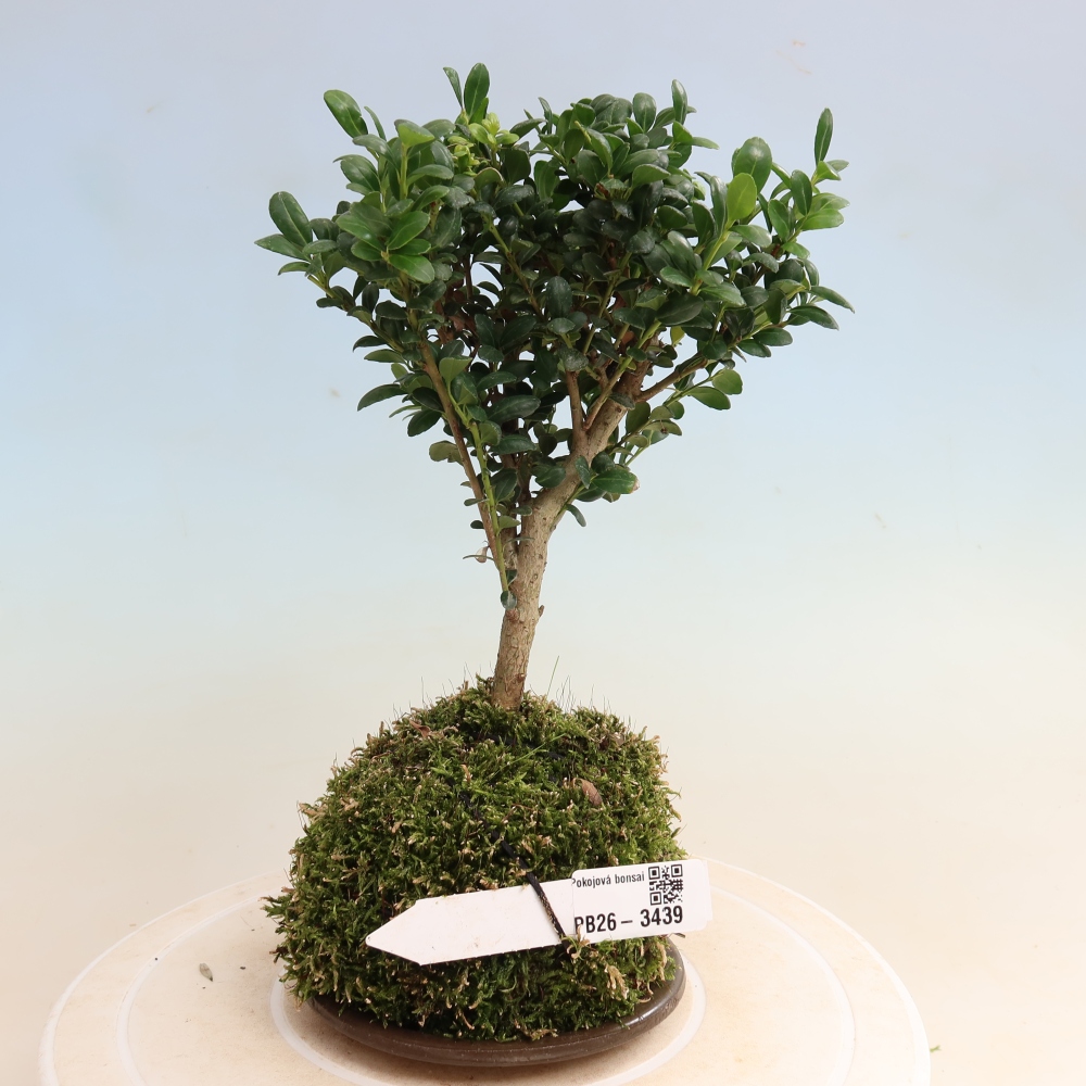 Kokedama with a saucer - Ilex crenata - Holly