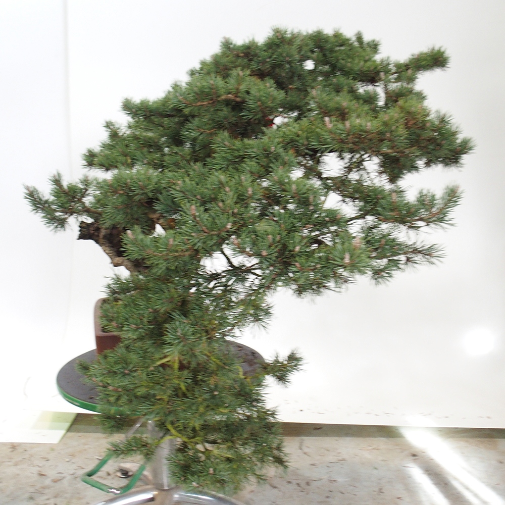 Yamadori - Pinus sylvestris Spain