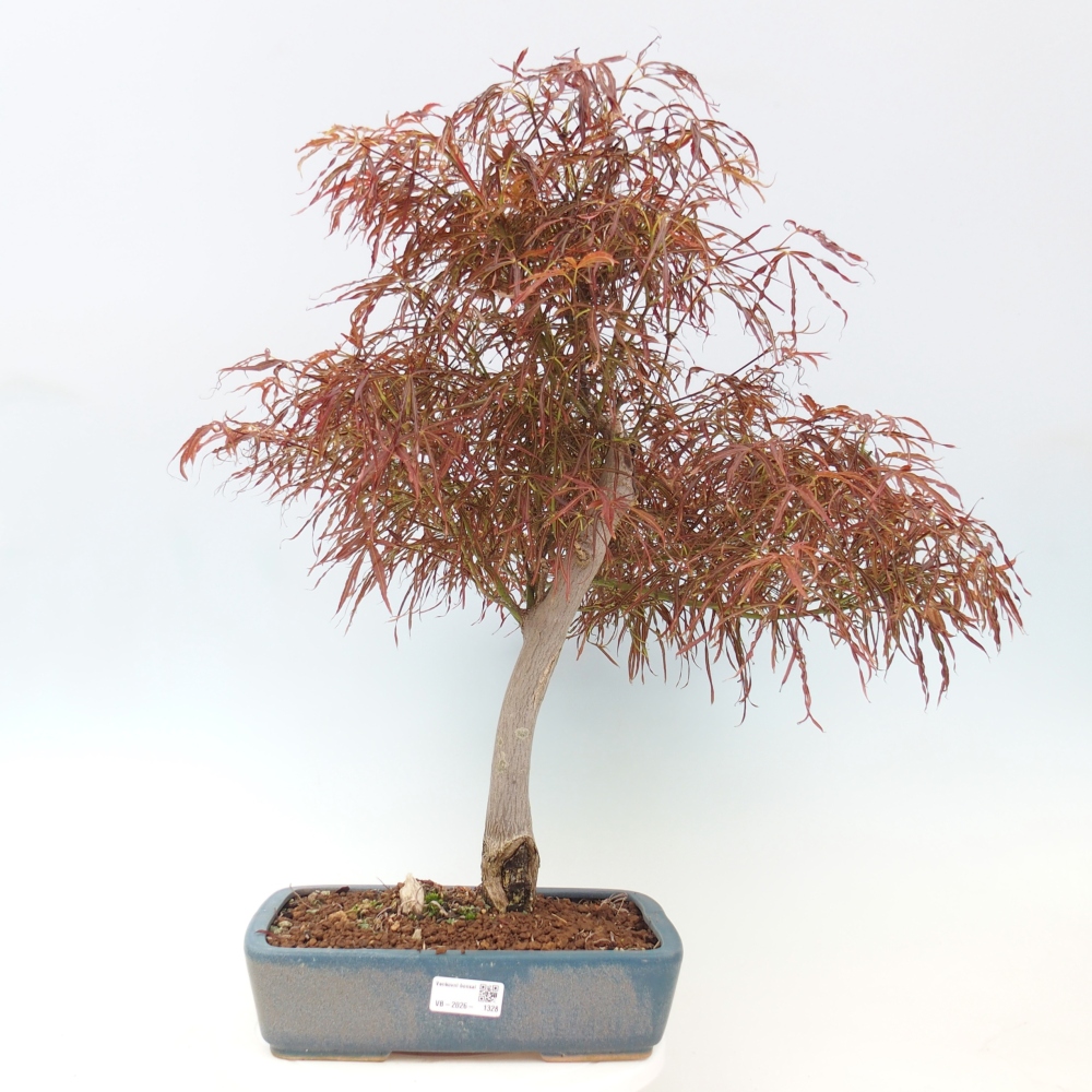 Outdoor bonsai - Acer palmatum RED PYGMY