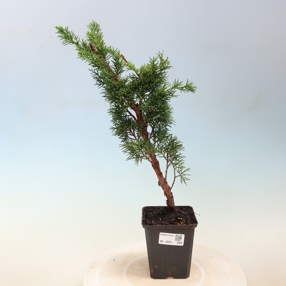 Outdoor bonsai - Juniperus chinensis Kishu
