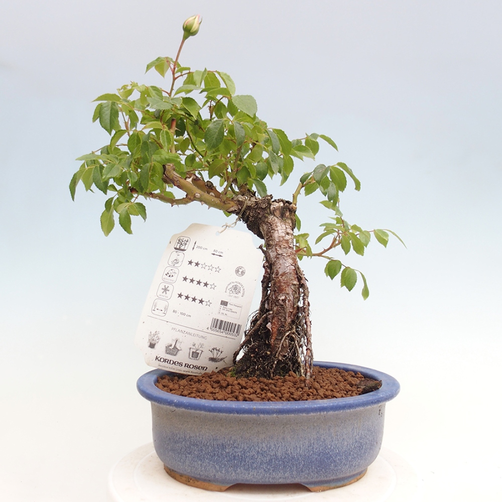 Outdoor bonsai - Rosa Kordes -  rose