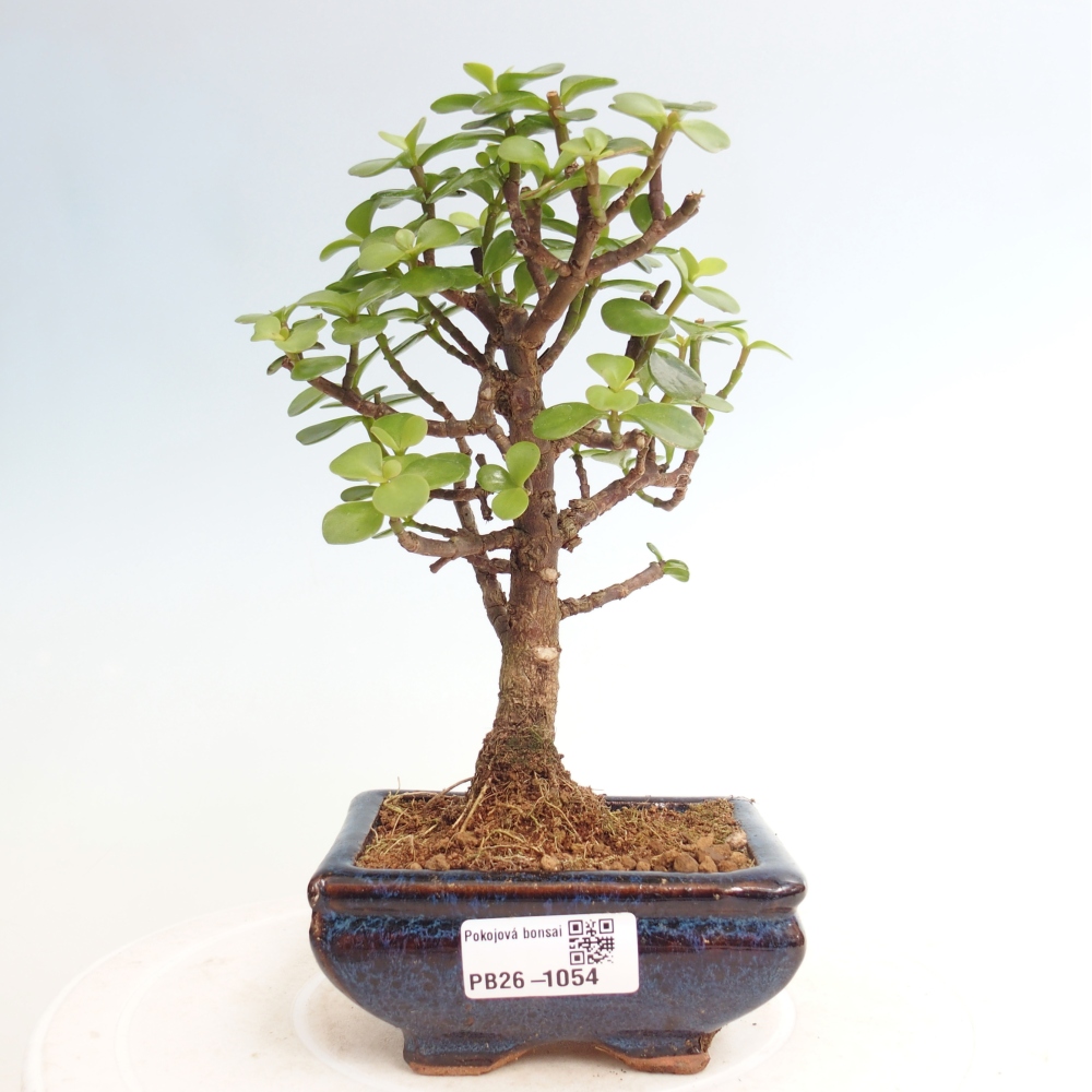 Room bonsai - Portulakaria Afra - Tlustice