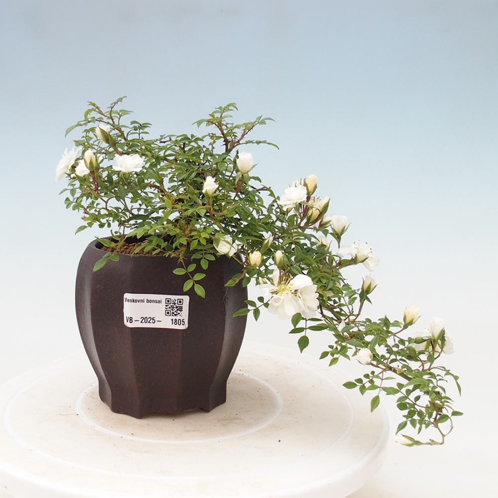 Outdoor bonsai - Rosa Sea Foam -  rose