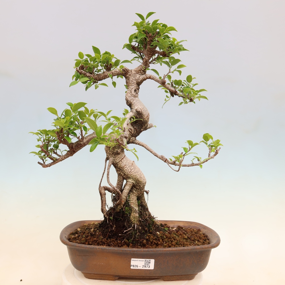 Room bonsai - Ficus kimmen - small-leaved ficus