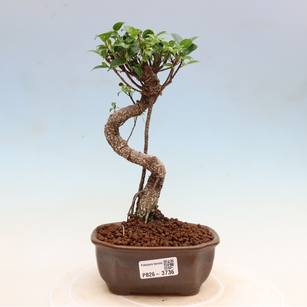Room bonsai - Ficus kimmen - small-leaved ficus