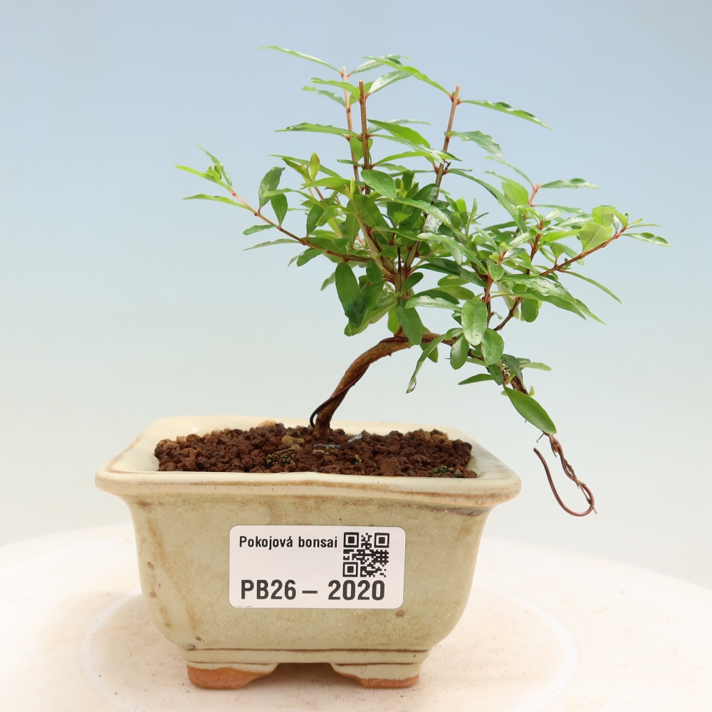 Room bonsai-PUNICA granatum nana-Granate apple