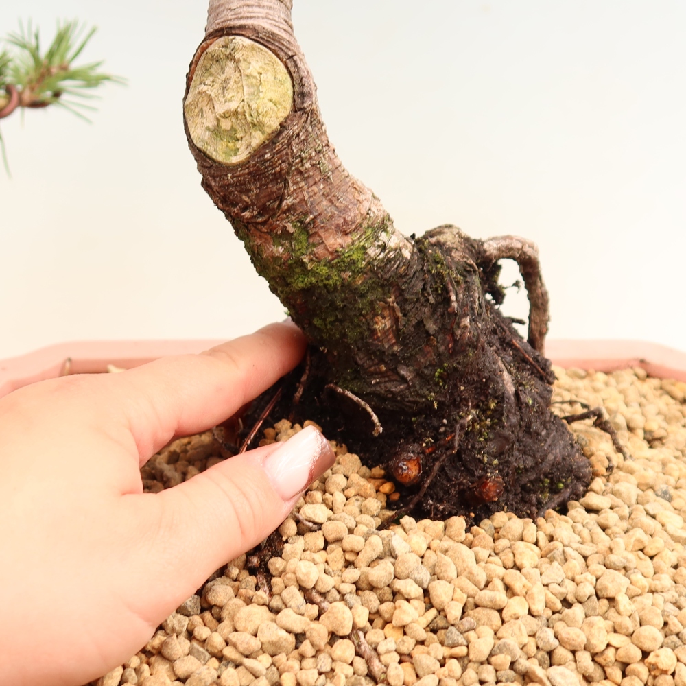 Outdoor Bonsai - Pinus mugo Humpy  - Mountain Pine