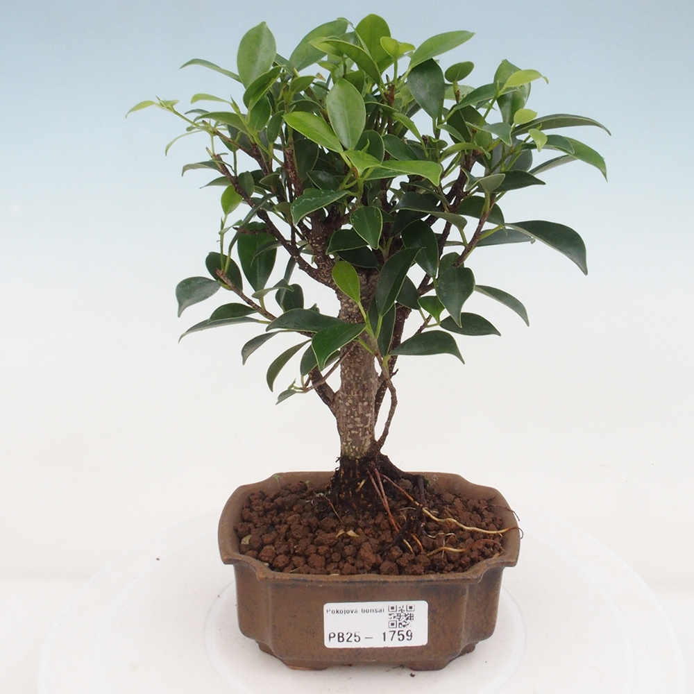 Indoor bonsai - Small-leaved ficus - Ficus kimmen