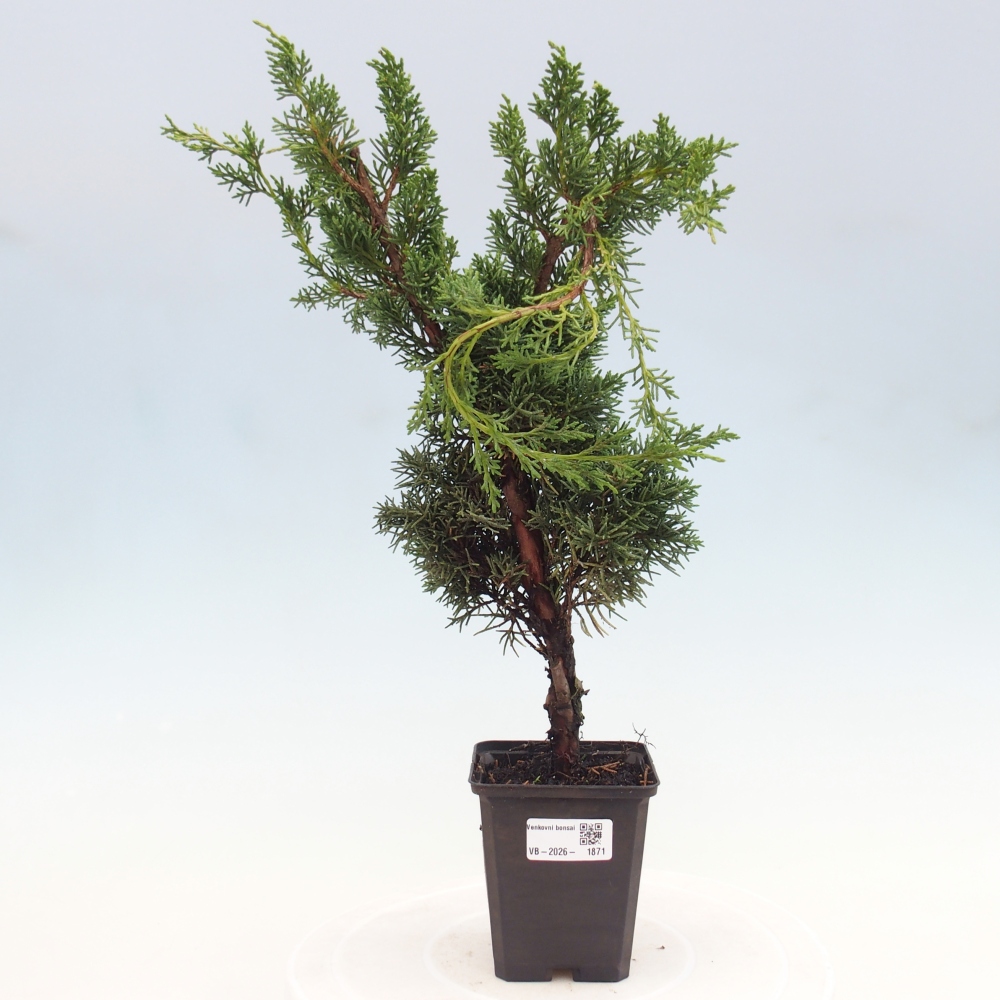 Outdoor bonsai - Juniperus chinensis Kishu