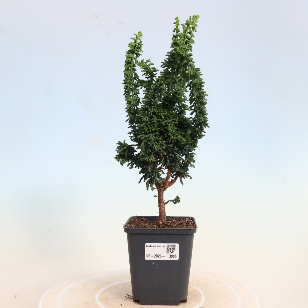 Outdoor bonsai - Cham. obtusa SEKKA HINOKI - Cypress