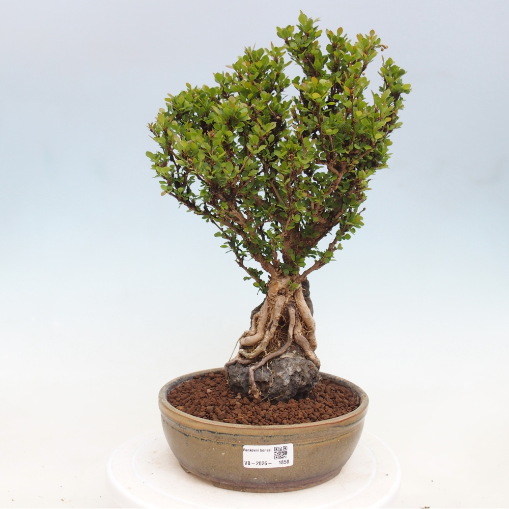 Outdoor bonsai - Berberis coreana