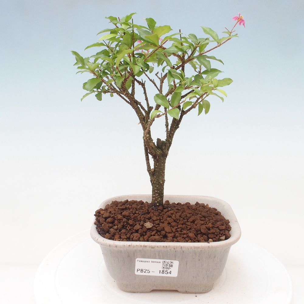 Room bonsai - Malpighia coccigera- Barbdorian cherry