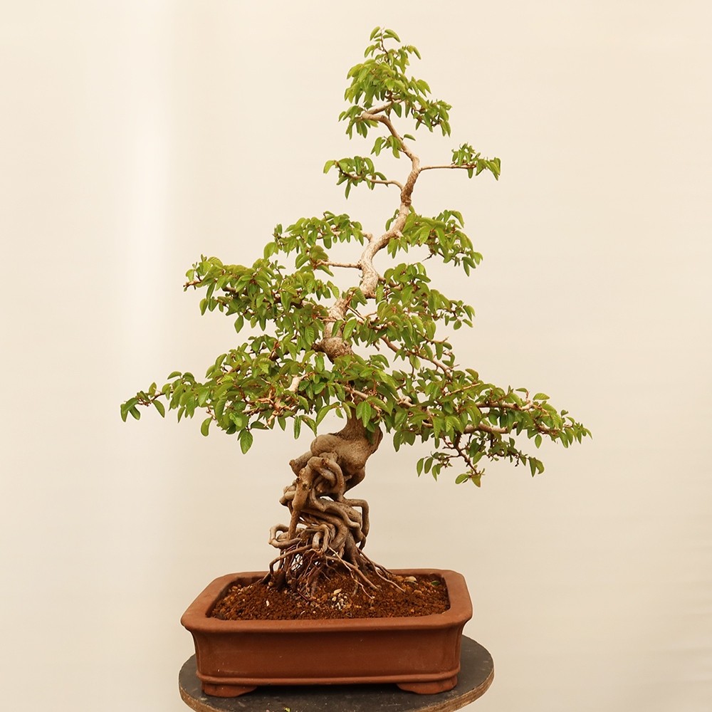 Outdoor bonsai - Carpinus Coreana - Korean hornbeam
